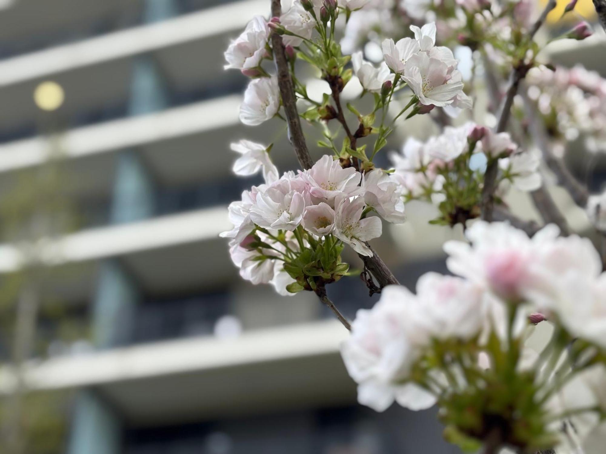 Japandi Studio Apartment, Free Parking บูดาเปสต์ ภายนอก รูปภาพ